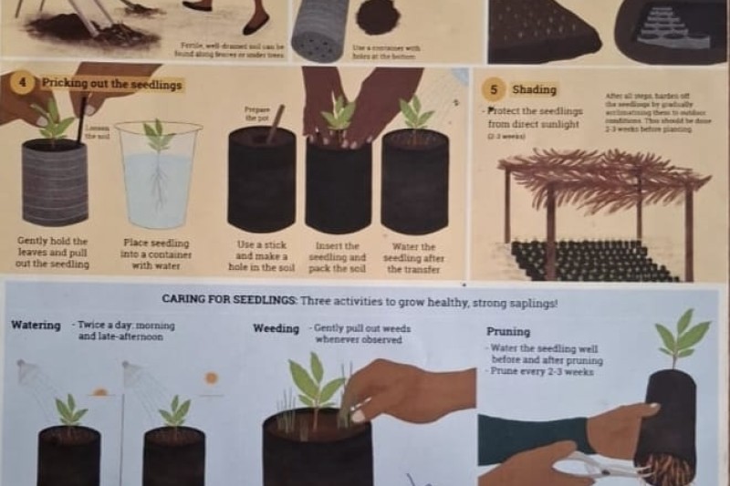 setting up an on farm tree nursery